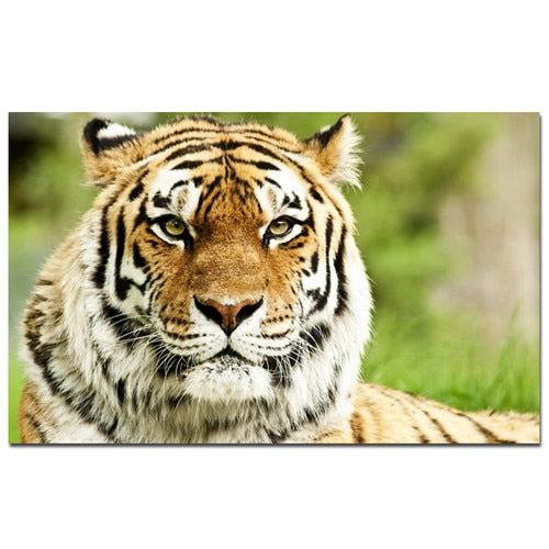 Wild Tiger Wall Art Canvas