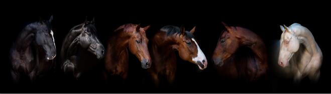 Horses Wall Art Canvas