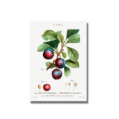 Fruit Pomegranate Cherry Grape Pear Canvas Art