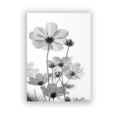 Black And White Dandelion Canvas Art