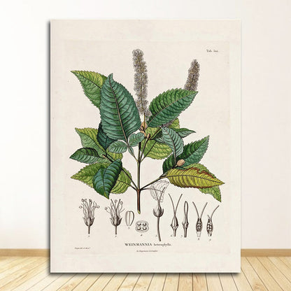 Botanical Studies Wall Art Canvas