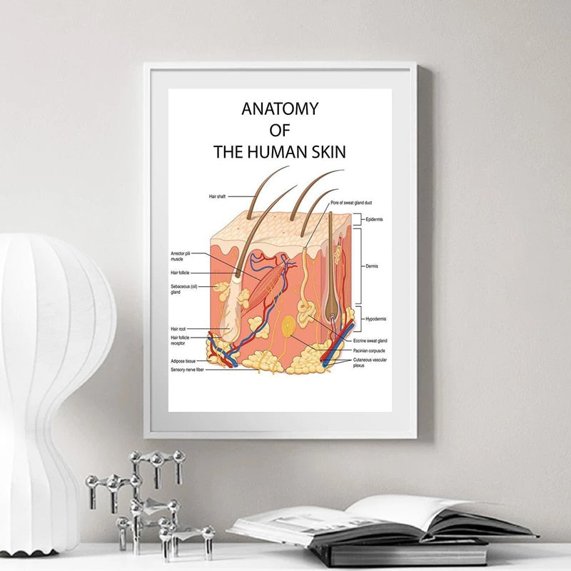 The Human Skin Anatomy Medical Canvas Art