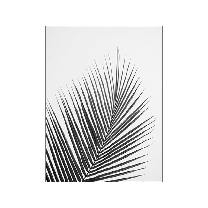 Black And White Palm Tree Canvas