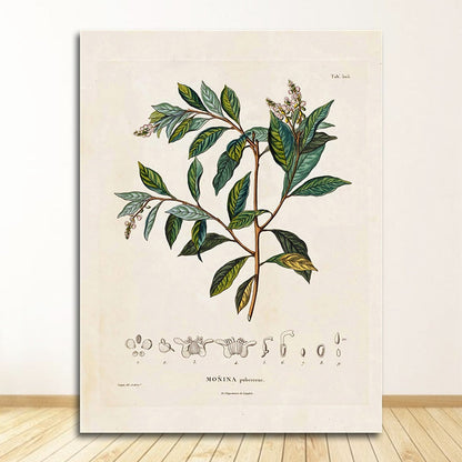 Botanical Studies Wall Art Canvas