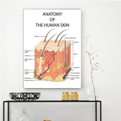 The Human Skin Anatomy Medical Canvas Art