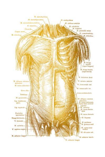 Gold Human Anatomy Canvas Art