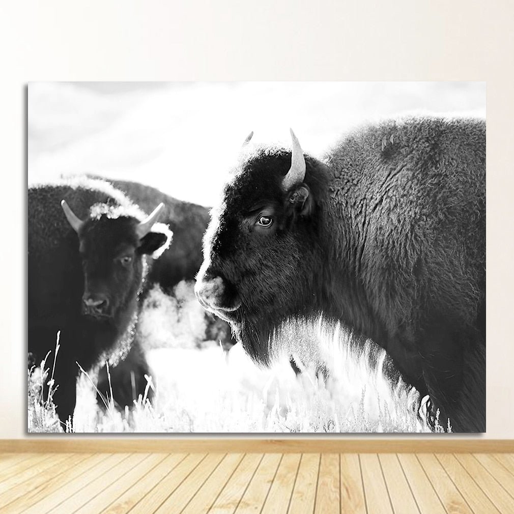 Black and White Yak Highland Cow Canvas Art