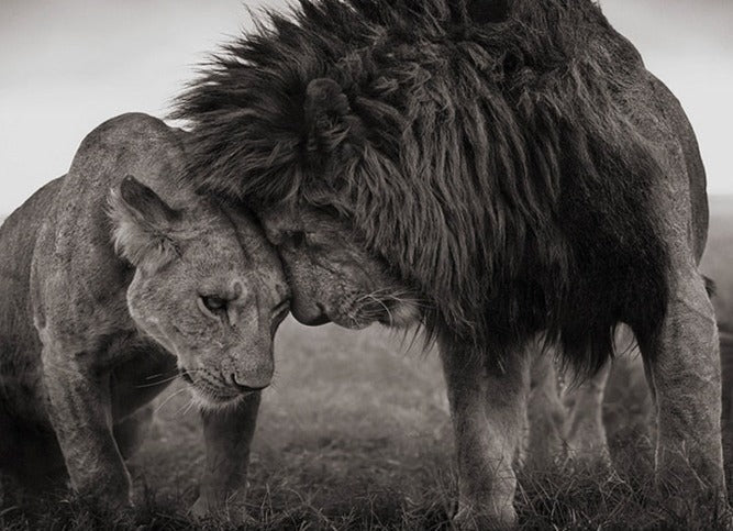 Lions Head to Head Black and White Canvas Art