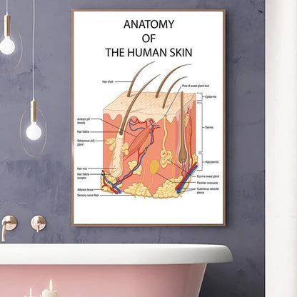 The Human Skin Anatomy Medical Canvas Art