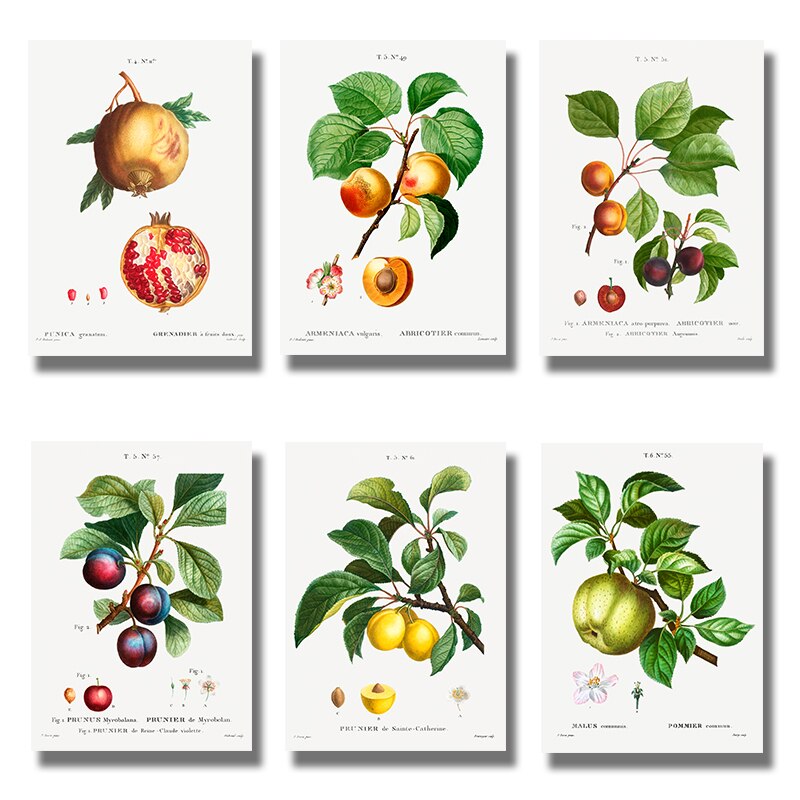 Fruit Pomegranate Cherry Grape Pear Canvas Art