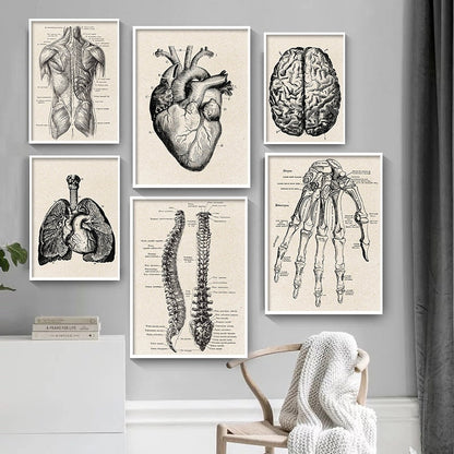 Vintage Human Anatomy Canvas Art