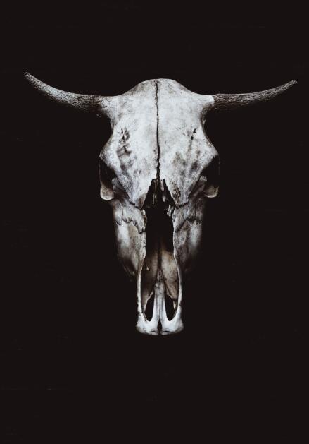 Nordic Black White Cow Skull Canvas Art