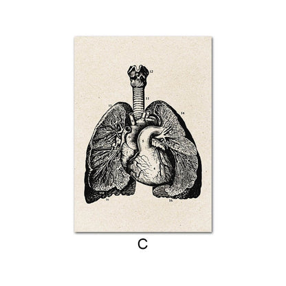 Vintage Human Anatomy Canvas Art