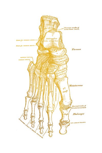 Gold Human Anatomy Canvas Art