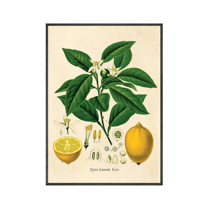 Lemon Vintage Botanical Canvas Art