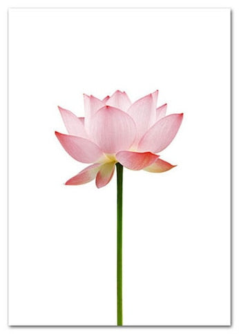 Blooming Pink Flower Canvas Art