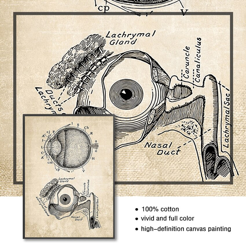 Vintage Anatomy Canvas Art