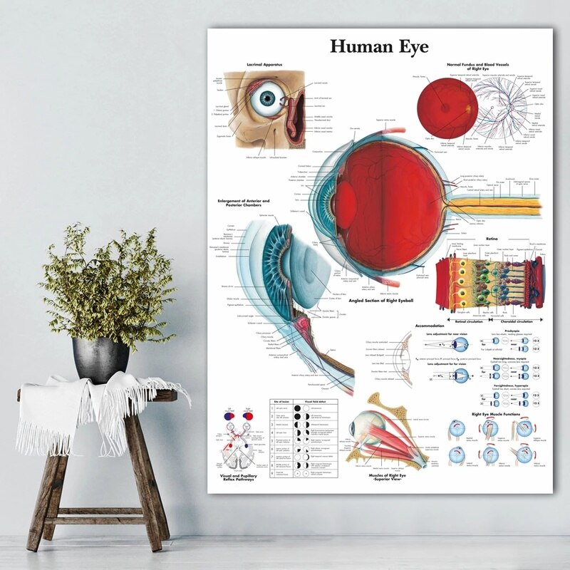 Eye Anatomy Ophthalmology Canvas Art