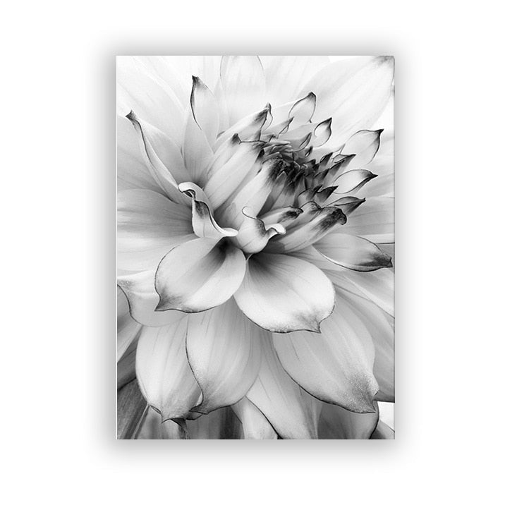 Black And White Dandelion Canvas Art