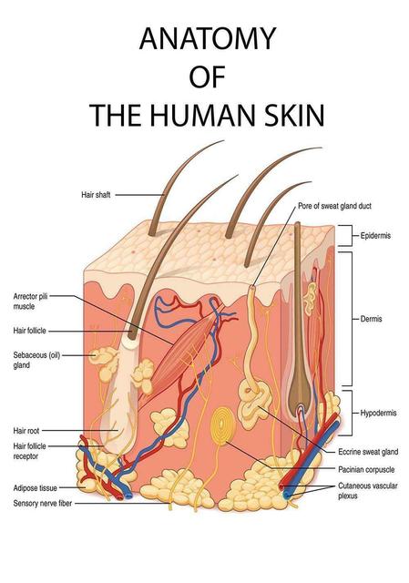 The Human Skin Anatomy Medical Canvas Art