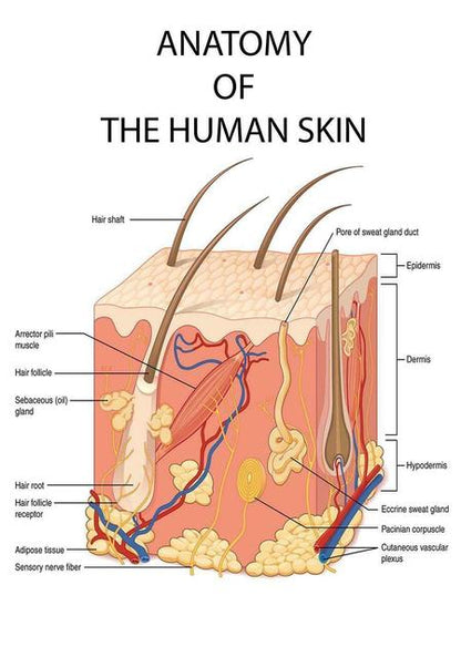 The Human Skin Anatomy Medical Canvas Art