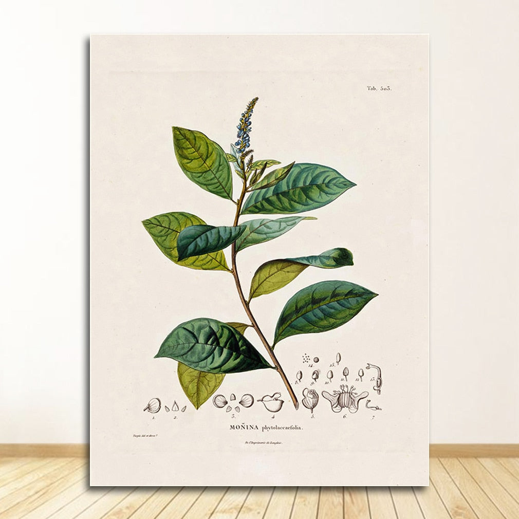 Botanical Studies Wall Art Canvas