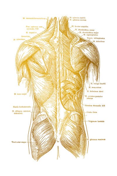 Gold Human Anatomy Canvas Art