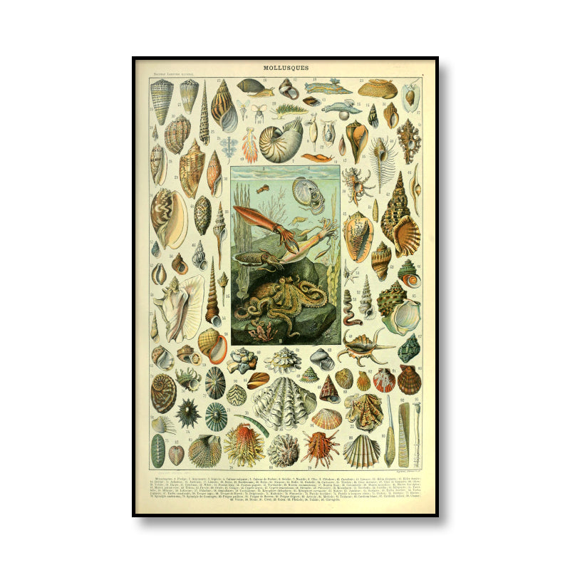 Retro Ocean Sea Shell Fish Animal Canvas Art