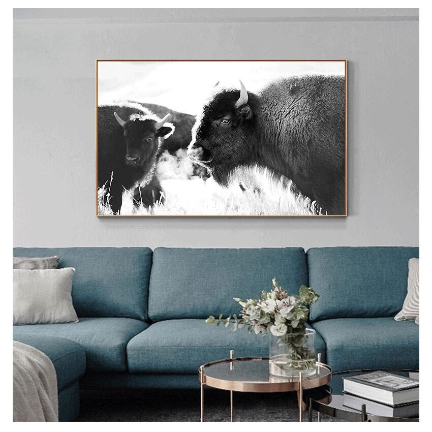 Black and White Yak Highland Cow Canvas Art