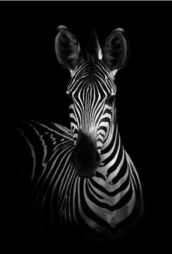 Black and White Zebra Canvas Art