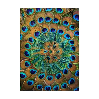 Peacock Feather Canvas Art