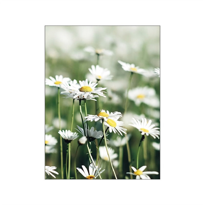 Wild Daisy Canvas Art