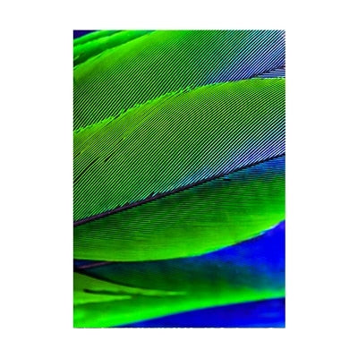 Peacock Feather Canvas Art