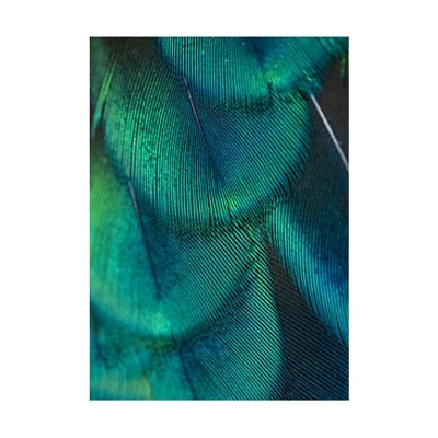 Peacock Feather Canvas Art