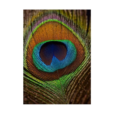 Peacock Feather Canvas Art