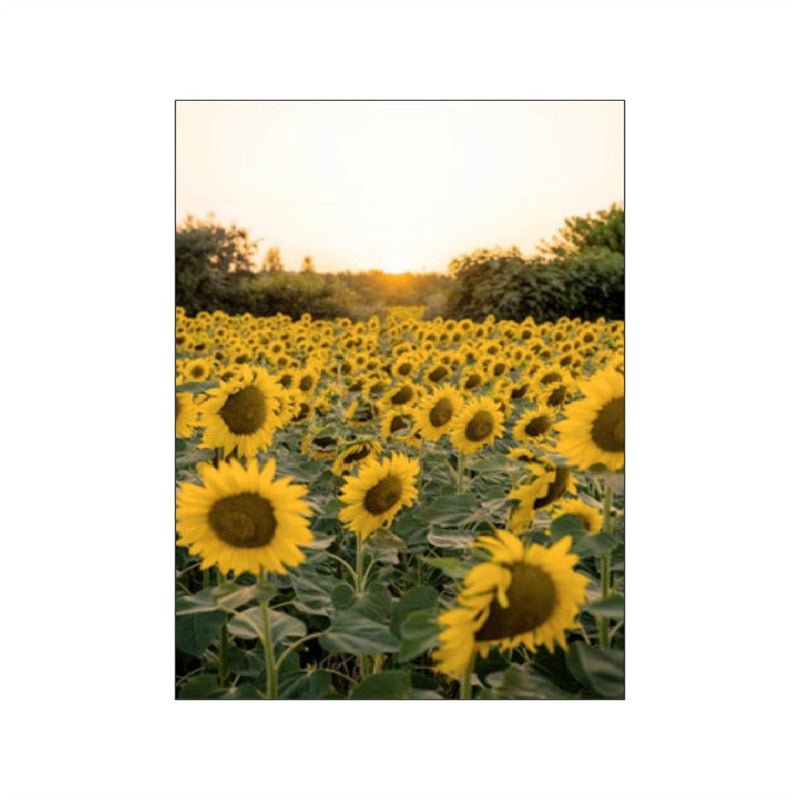 Spring Morning Sunrise Sunflower Canvas Art