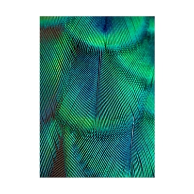 Peacock Feather Canvas Art