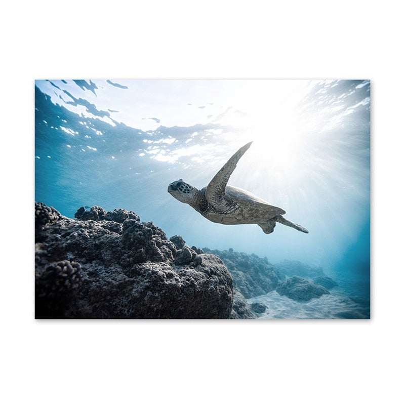 Dolphin Jellyfish Turtle Ocean Canvas Art