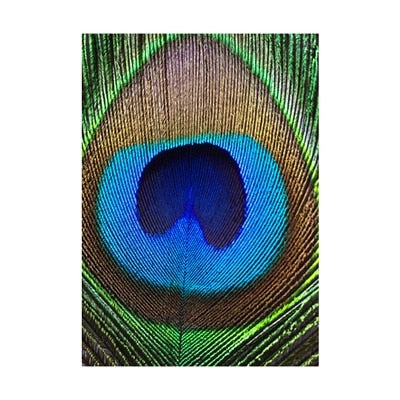 Peacock Feather Canvas Art