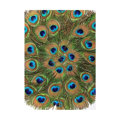 Peacock Feather Canvas Art