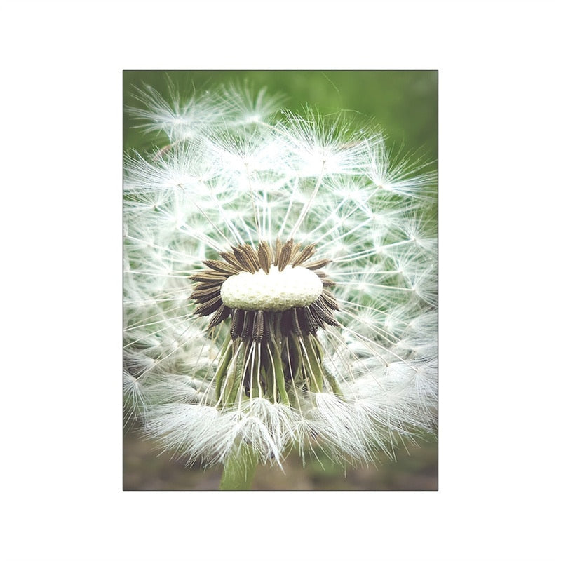 Wild Daisy Canvas Art